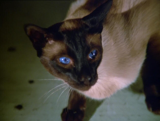 UFO The Cat With Ten Lives