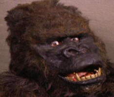 Konga