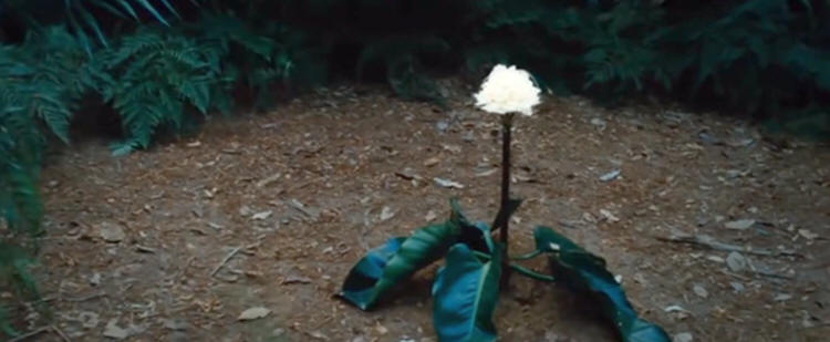 Steven Berkoff -Ved verdens ende - At World's End - white flower