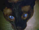 UFO Cat with 10 Lives