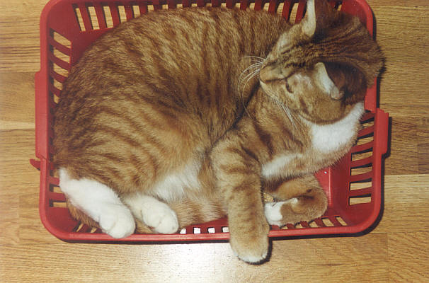 Cat in basket © Iain Fisher 2003