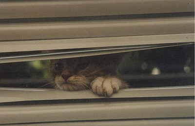 Ginger, Rotterdam  Iain Fisher 2003