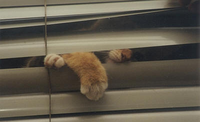 Ginger, Rotterdam  Iain Fisher 2003