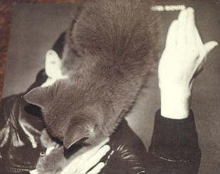 Stevens Bowie  Iain Fisher 2003