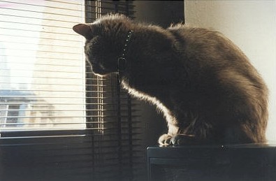 Stevens, Rotterdam  Iain Fisher 2003