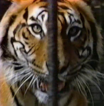 Tiger Savage Messiah by Ken Russell