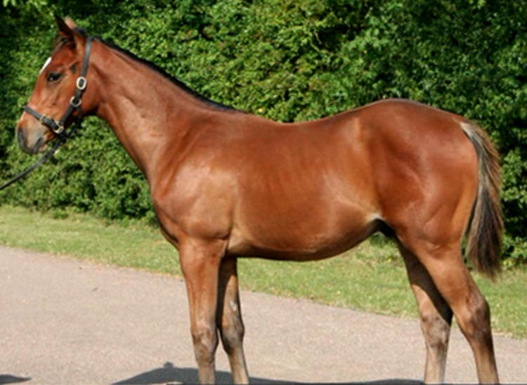 Steven Berkoff - Frankel - racehorse